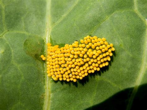 identify insect eggs with pictures.